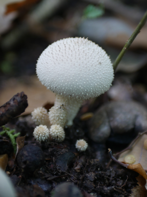Champignon épineux
