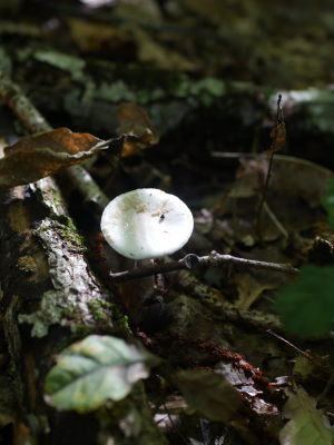 Champignon éclairé