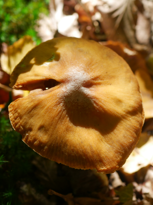 Champignon orangé